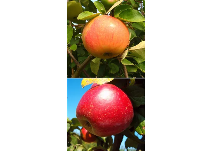 Apfel DUO 'James Grieve/Schöner aus Nordhausen'