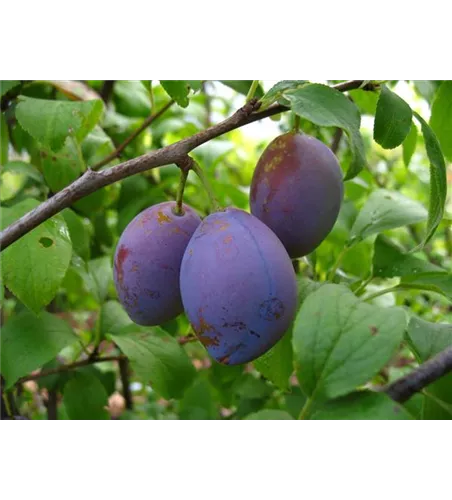 Zwetsche 'Hauszwetsche' Zwetsche 'Hauszwetsche'