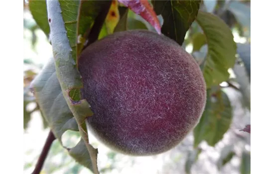Pfirsich 'Rubira'