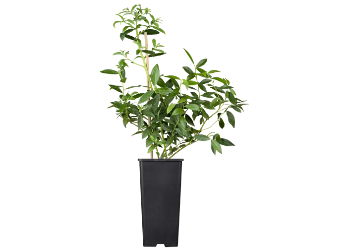 Heidelbeere 'Pink Lemonade' Heidelbeere 'Pink Lemonade'