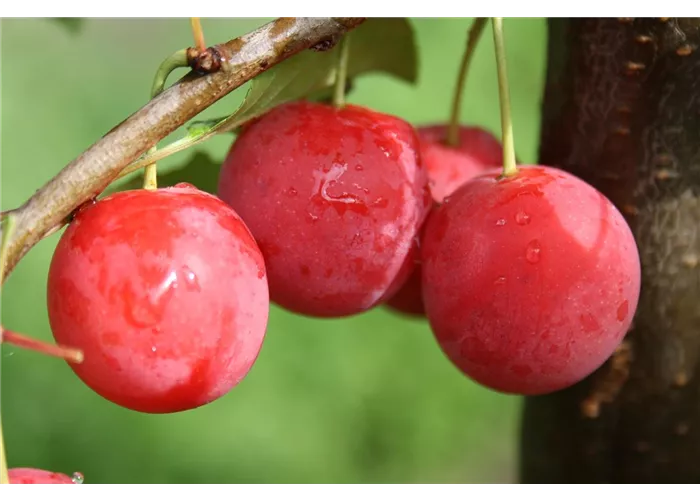 Blutpflaume 'Milanka'®