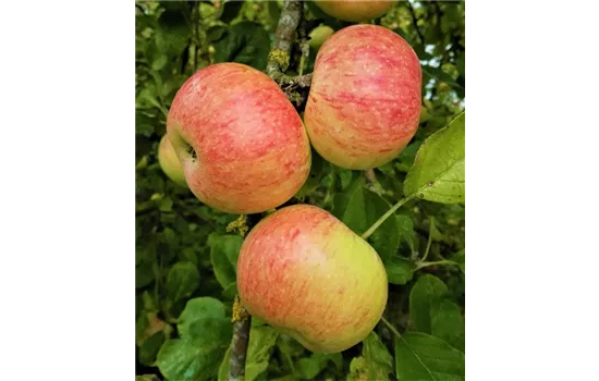 Apfel 'Dülmener Rosenapfel' Apfel 'Dülmener Rosenapfel'
