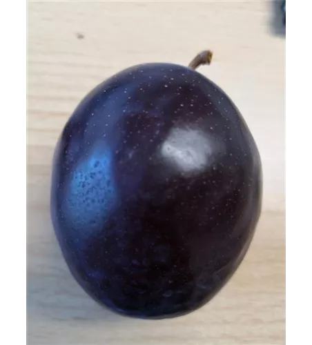 Pflaume 'President' Pflaume 'President'