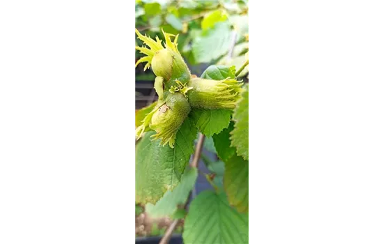 Haselnuss 'Nottinghams Fruchtbare' Haselnuss 'Nottinghams Fruchtbare'