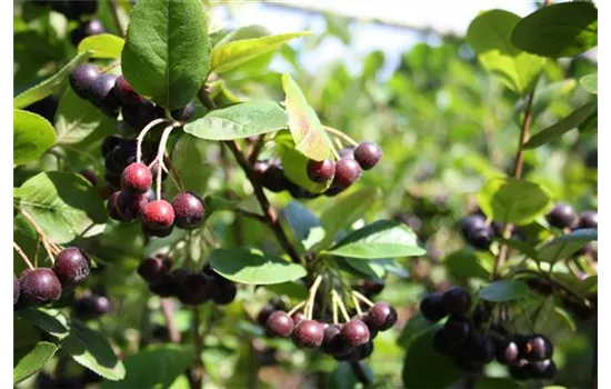 Schwarze Apfelbeere 'Nero' Schwarze Apfelbeere 'Nero'