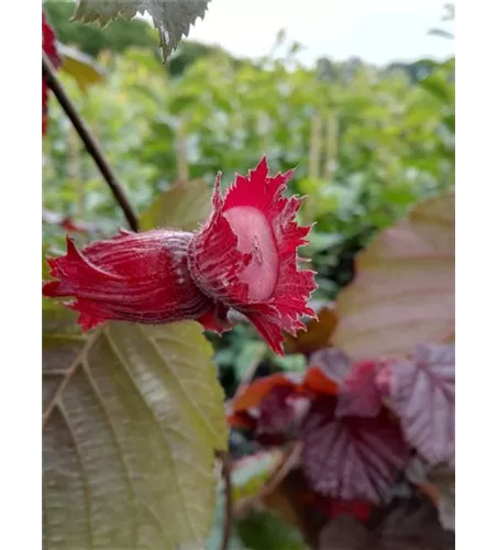 Großfrüchtige Waldhasel 'Rotblättrige Zellernuss' Großfrüchtige Waldhasel 'Rotblättrige Zellernuss'