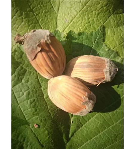 Haselnuss 'Webbs Preisnuss' Haselnuss 'Webbs Preisnuss'