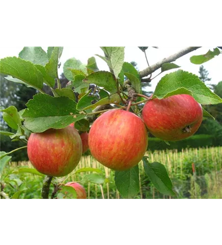 Herbstapfel 'Prinzenapfel' Herbstapfel 'Prinzenapfel'