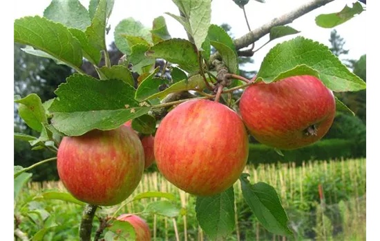 Herbstapfel 'Prinzenapfel' Herbstapfel 'Prinzenapfel'