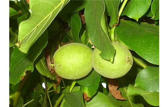 Echte Walnuss Echte Walnuss