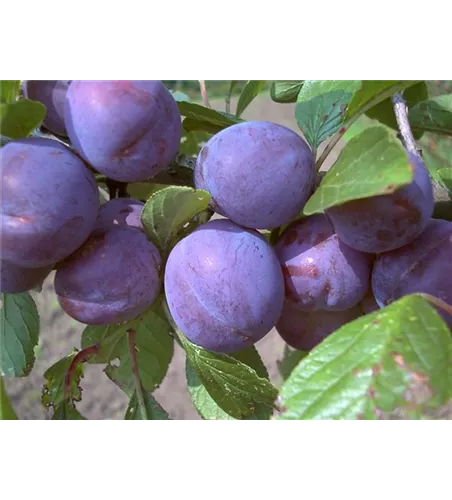 Zwetsche 'Wangenheims Frühzwetsche' Zwetsche 'Wangenheims Frühzwetsche'