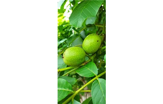 Walnuss 'Esterhazy II' Walnuss 'Esterhazy II'