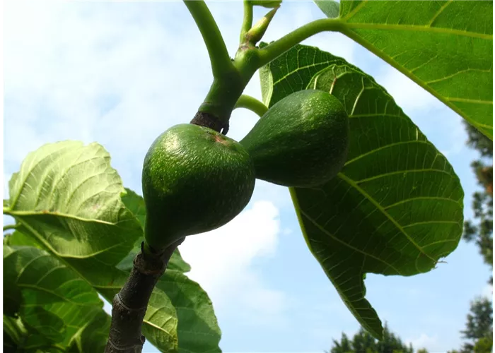 Feige 'Desert King' Feige 'Desert King'