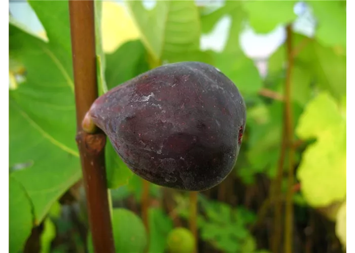 Feige 'Noire de Bellon'