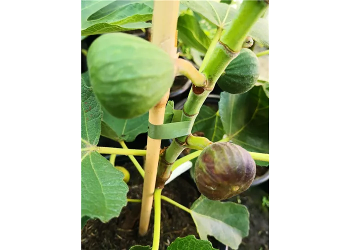 Feige 'Rouge de Bordeaux'