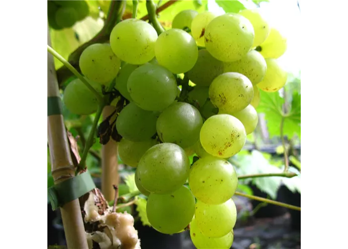 Weinrebe 'Glenora' , gelb