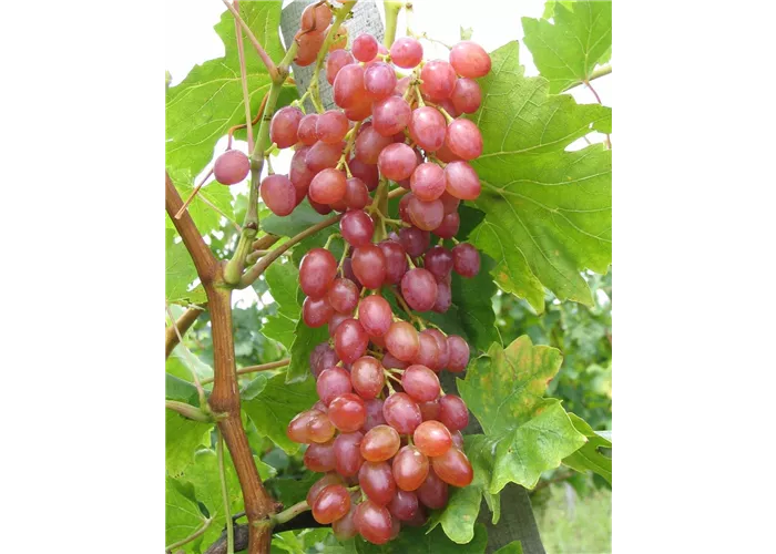 Weinrebe 'Suffolk Red'