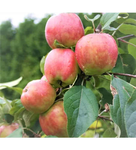 Apfel 'Gravensteiner' Apfel 'Gravensteiner'