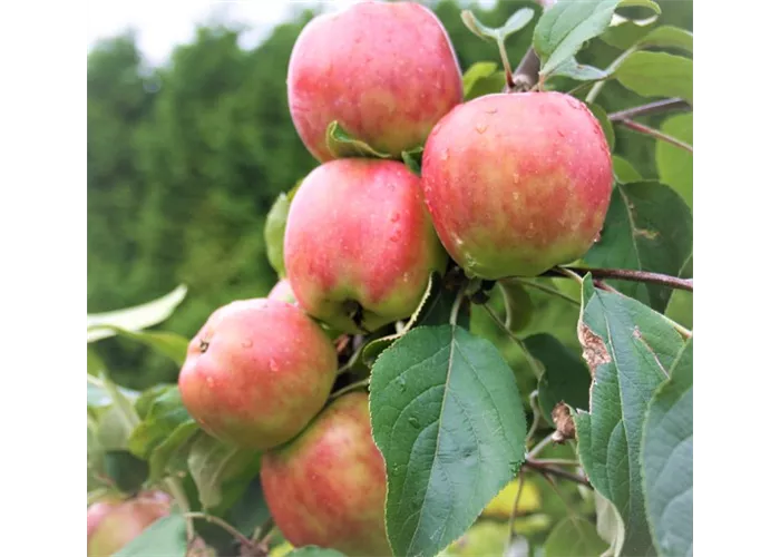 Apfel 'Gravensteiner'