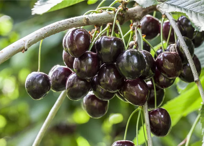 Süßkirsche 'Kordia'®