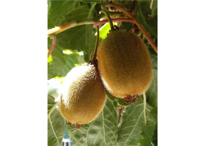 Kiwi (weiblich) Kiwi (weiblich)