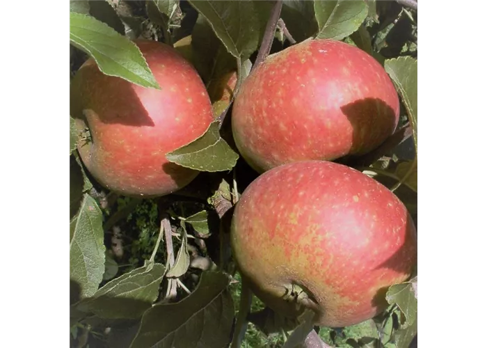 Apfel 'Ingrid Marie'
