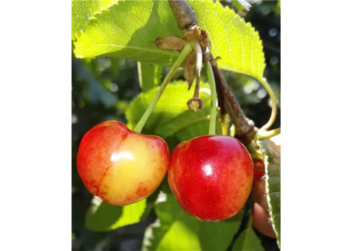 Süßkirsche 'Querfurter Königskirsche'