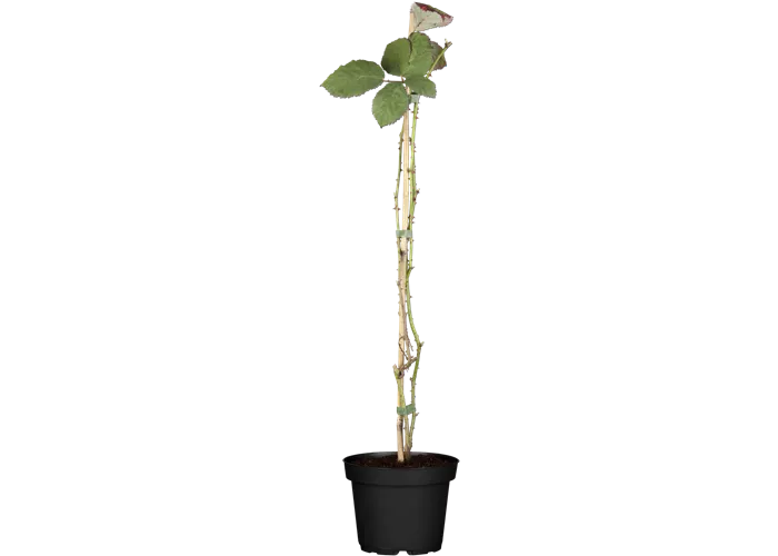 Brombeere 'Theodor Reimers' Brombeere 'Theodor Reimers'