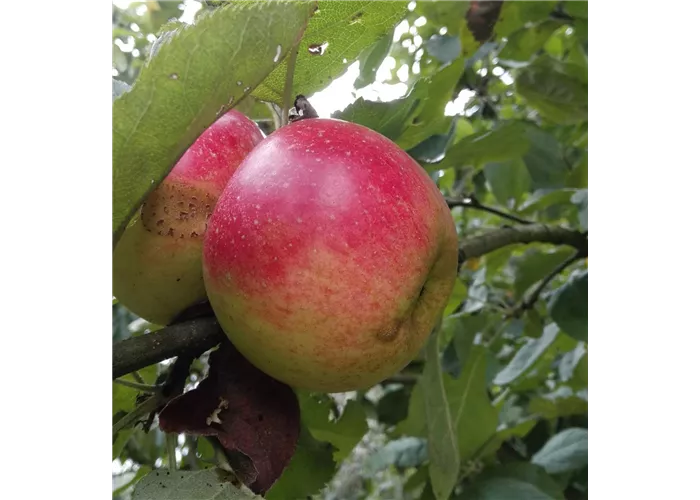 Apfel 'Juwel von Kirchwerder'