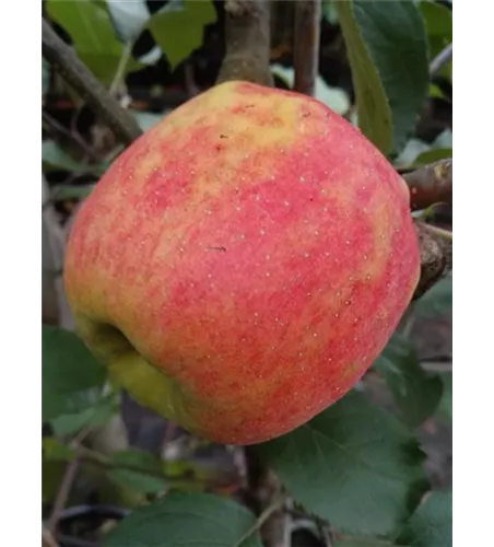 Apfel 'Karneval'® Apfel 'Karneval'®