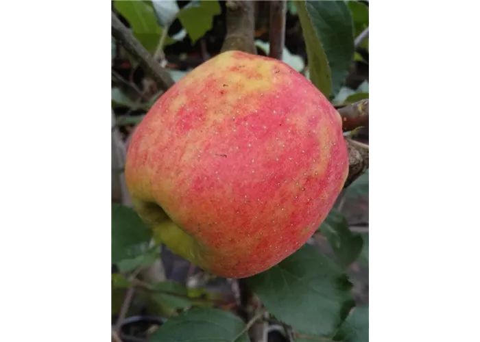 Apfel 'Karneval'®