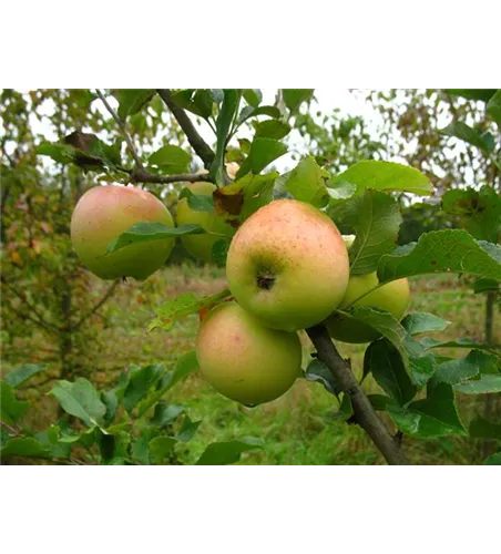 Winterapfel 'Zuccalmagliorenette' Winterapfel 'Zuccalmagliorenette'