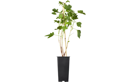 Schwarze Johannisbeere 'Titania'(s) Schwarze Johannisbeere 'Titania'(s)