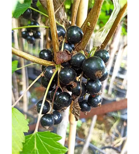 Schwarze Johannisbeere 'Ojebyn' Schwarze Johannisbeere 'Ojebyn'