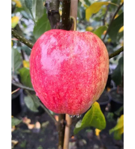 Apfel 'Rewena'(s) Apfel 'Rewena'(s)