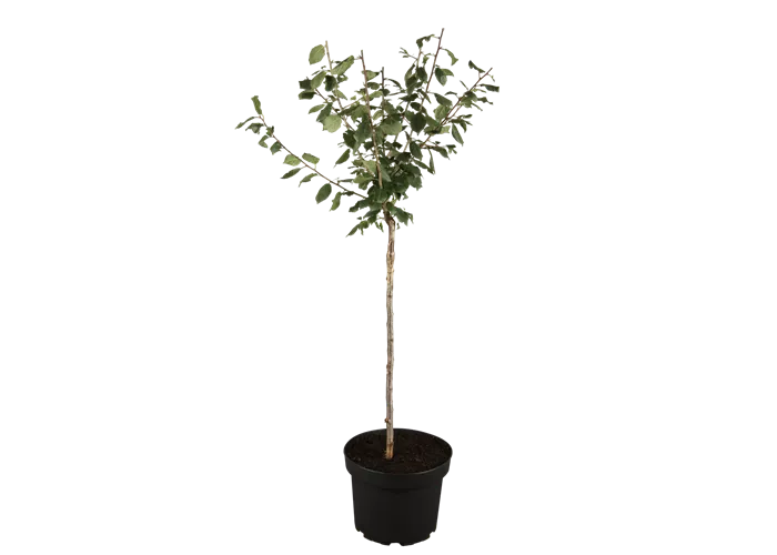 Zwetsche 'Bühler Frühzwetsche'