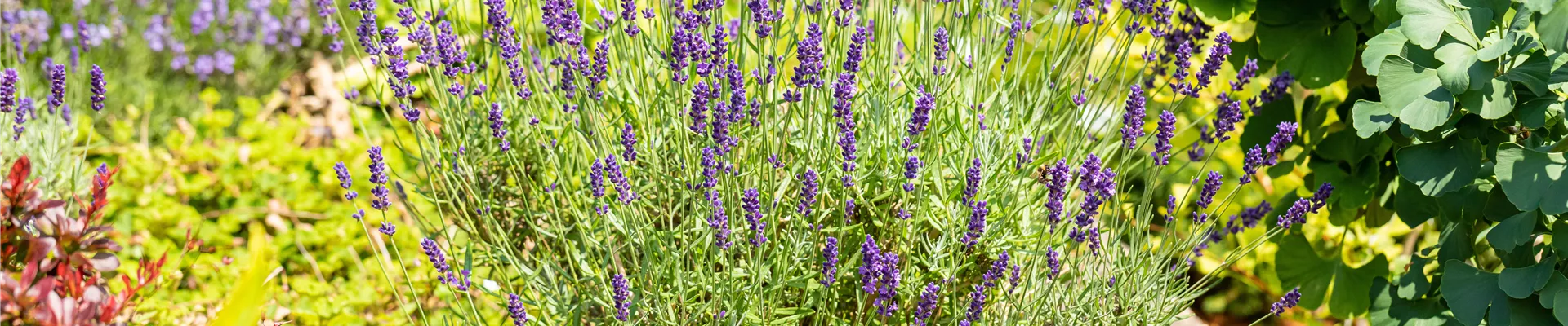 Lavandula angustifolia Lavandula angustifolia