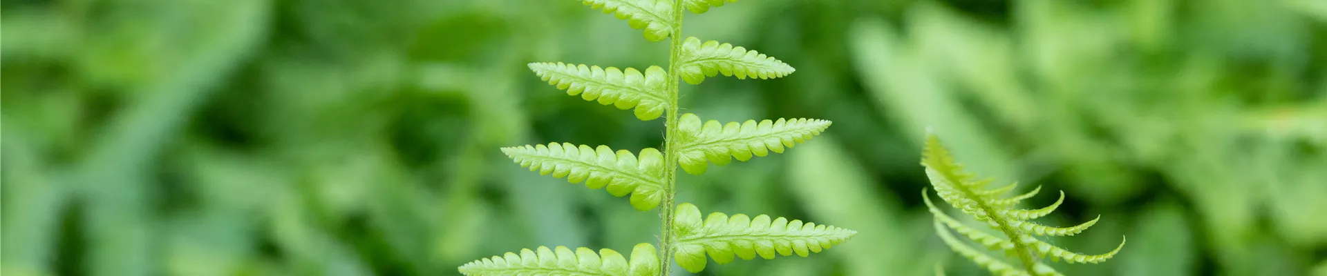 Dryopteris affinis Dryopteris affinis