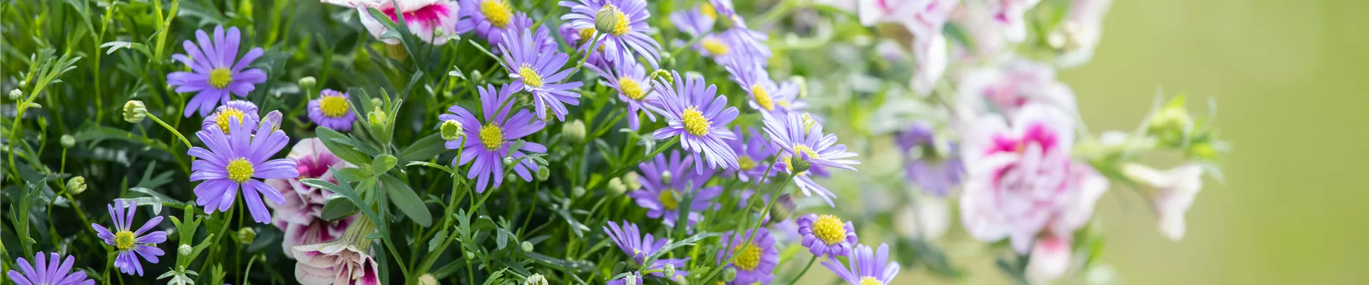 Brachyscome multifida 'Delight Mauve'