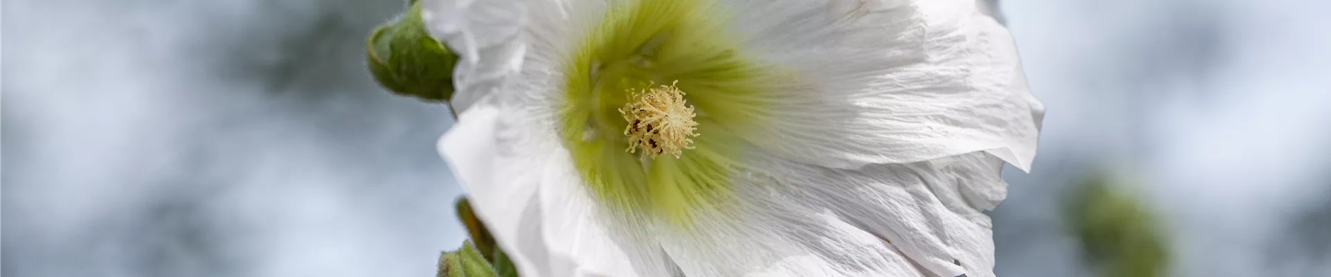 Alcea rosea, weiß