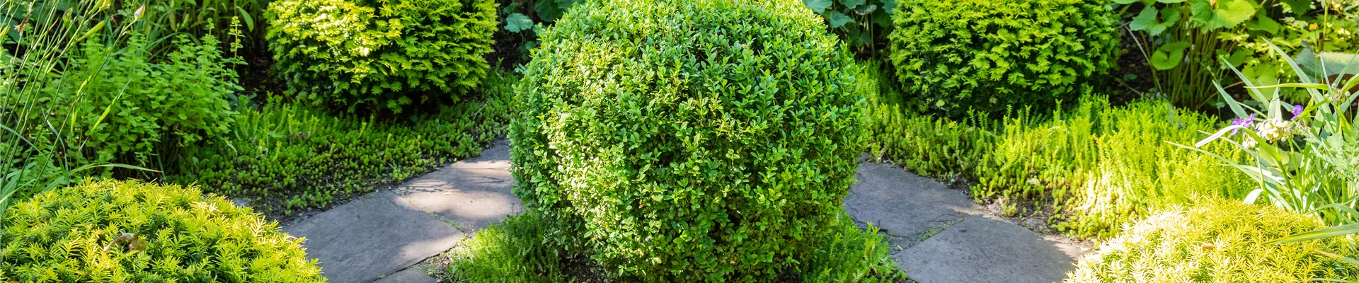 Buxus sempervirens, Kugel