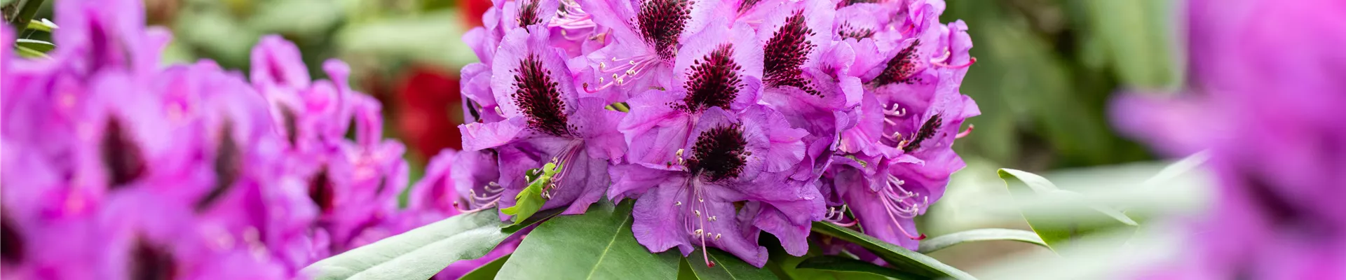 Rhododendron 'Pfauenauge'® Rhododendron 'Pfauenauge'®