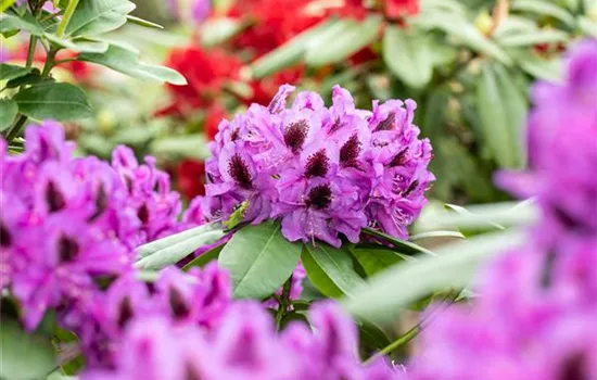 Die schönsten Begleitpflanzen für Rhododendren im Garten Die schönsten Begleitpflanzen für Rhododendren im Garten