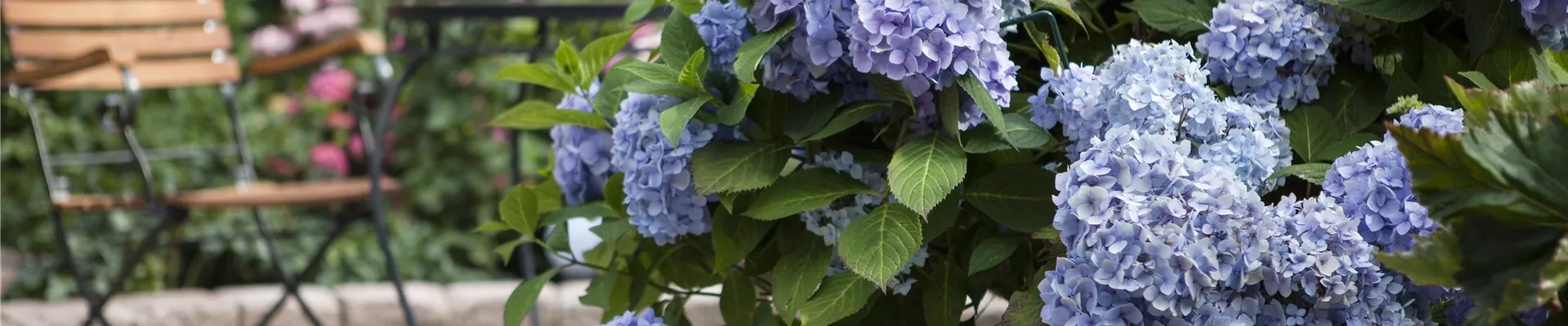 Hydrangea 'Endless Summer'® Hydrangea 'Endless Summer'®