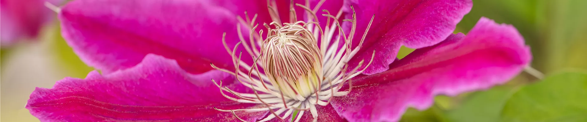 Clematis 'Dr. Ruppel' Clematis 'Dr. Ruppel'