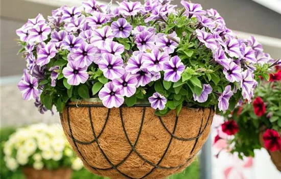 Petunien pflanzen und einen farbenfrohen Sommer erleben