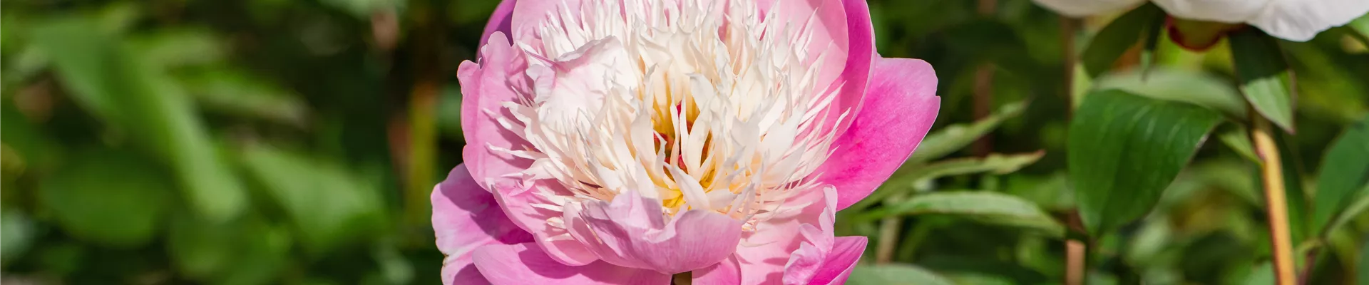 Paeonia lactiflora 'Bowl of Beauty'