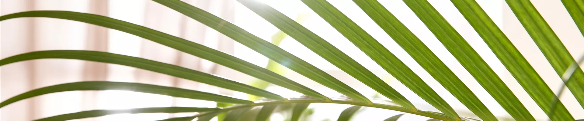 Chrysalidocarpus lutescens Chrysalidocarpus lutescens