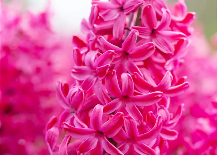 Hyazinthe 'Jan Bos' - 5 Blumenzwiebeln