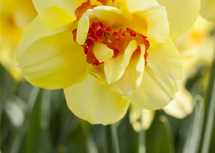 Edelnarzisse 'Tahiti' - 5 Blumenzwiebeln